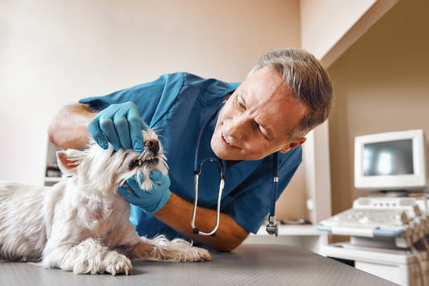 Best Weekend Emergency Dentist in Orcutt, CA